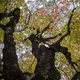 Illustration for article titled 48 Photos Of Autumn Around The World